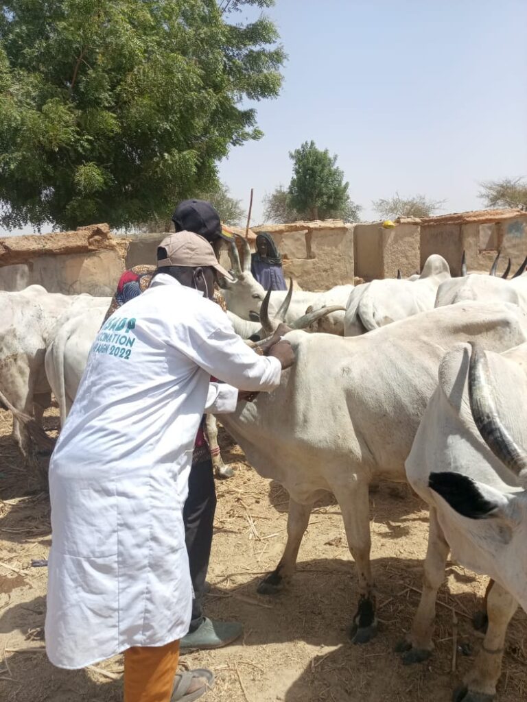 *Kano Moves to Protect 1.5 Million Cattle in Statewide CBPP Vaccination Drive* IMG 20260217 WA0034