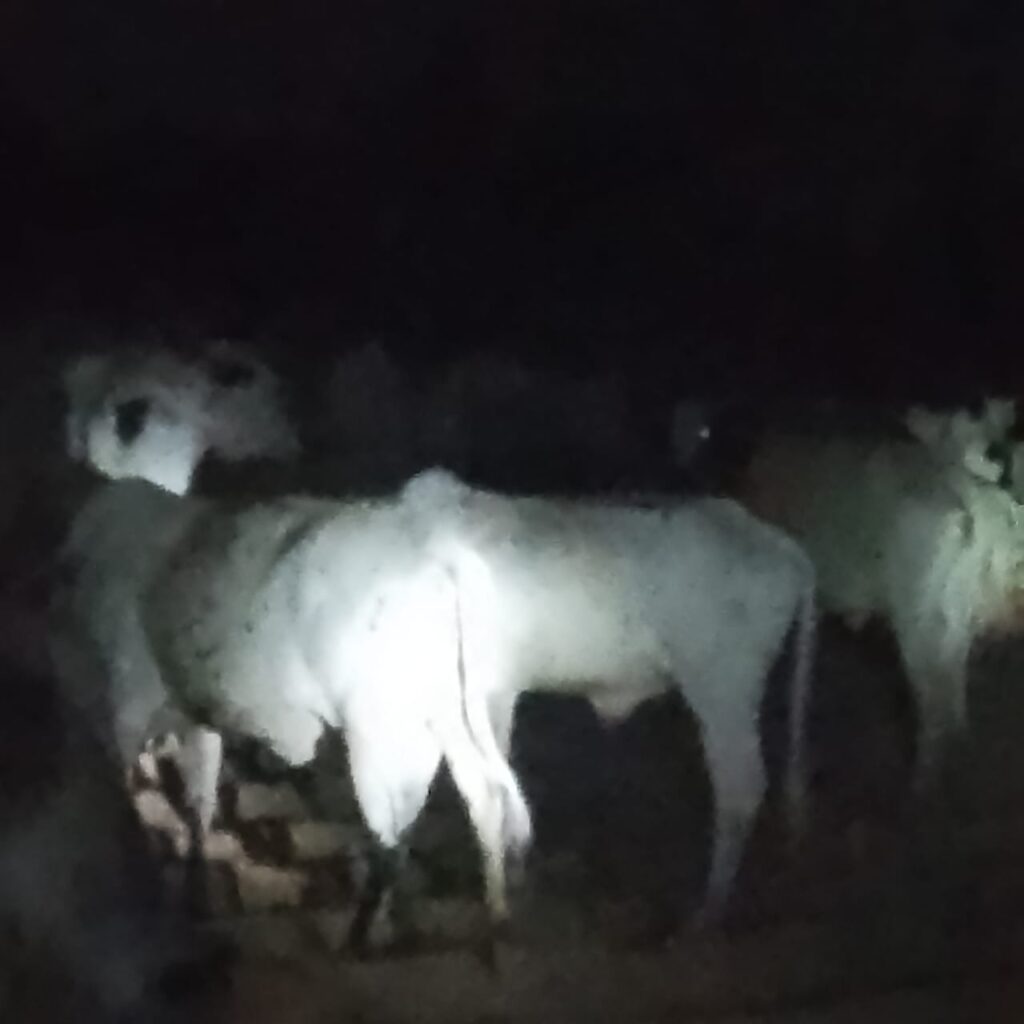 NSCDC Foils Kidnap, Cattle Rustling Attempt In Kano Community IMG 20260606 WA0018