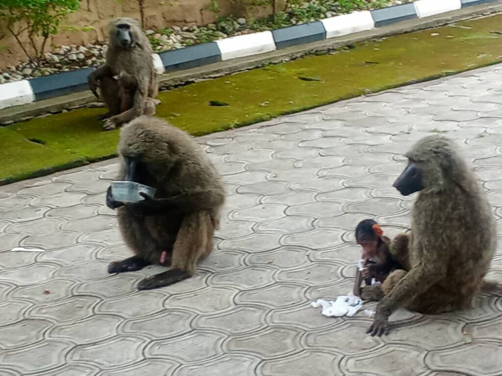 Yankari Reborn: Bauchi’s Gateway To Africa’s Next Great Nature Resort IMG 20261001 WA0099