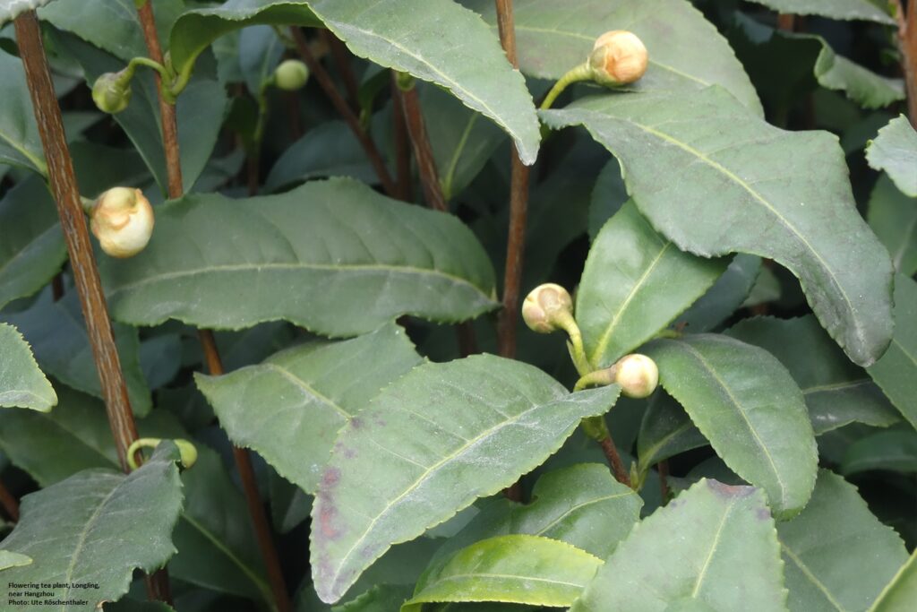 teaplant