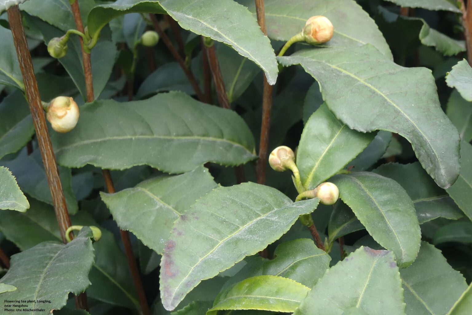 teaplant